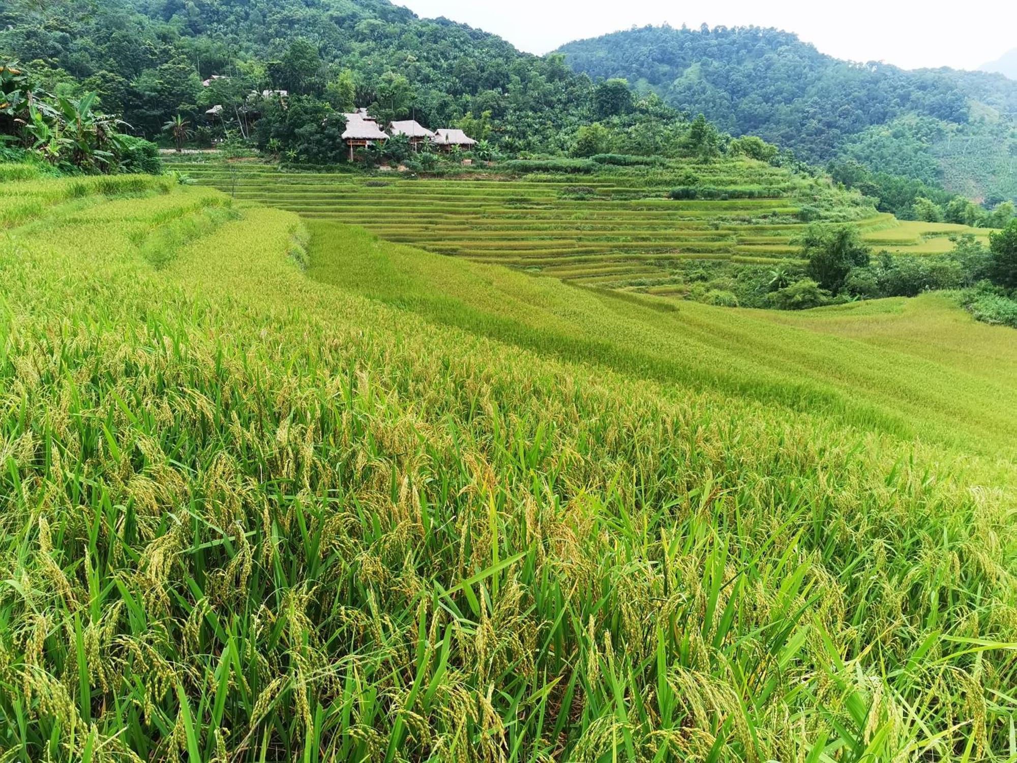 Pu Luong Natura Стая снимка